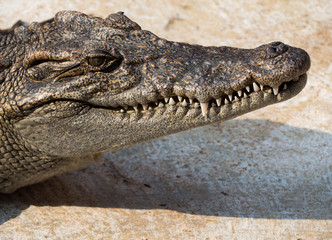Fototapeta premium Crocodile saltwater Thailand