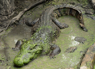 Crocodile saltwater Thailand