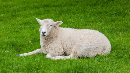 A Sheep in the Yorkshire Dales.
