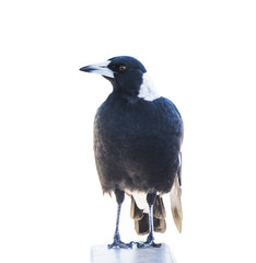 Fototapeta premium Magpie against white background