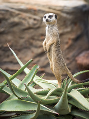 Meerkat standing guard
