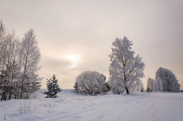 Panorama of snow covered birch trees near the snowy field.