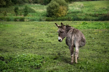 Photo sur Plexiglas Donkey resting on green field