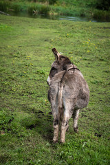 Donkey resting on green field