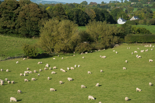 Flock of white sheeps on green field