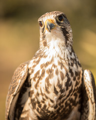 hawk is looking at you