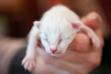 White cute newborn sacred birman kitten on hand