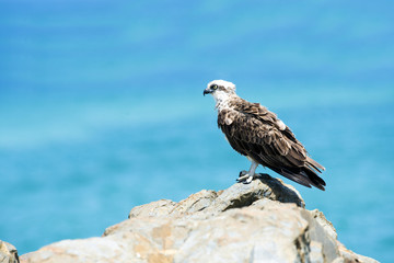 Osprey looking out to the water