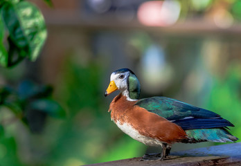 Deep Orange, Green and White Plumage on a Closeup of an African Pygmy  Goose