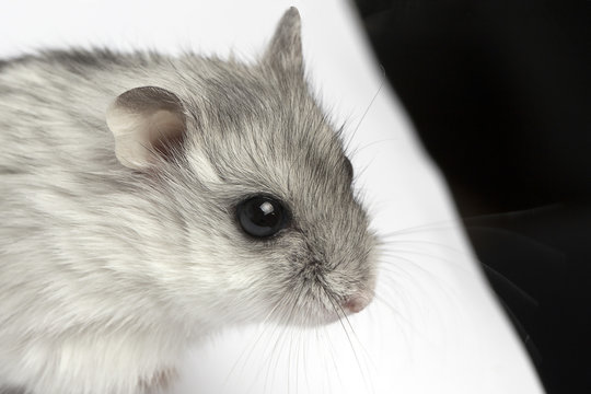 small white with gray hamster, close-up photo
