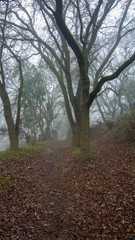 Path through a foggy forest in the winter of California, USA, featuring leafless trees
