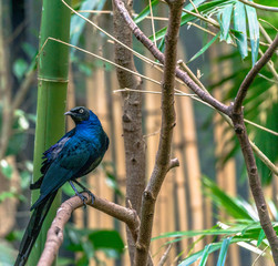 Deep Blue Plumage on a Blue  Long Tailed Glossy Starling Perched in a Tree