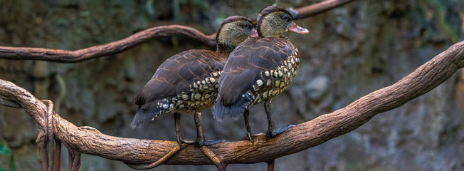 Earth Toned Plumage on a Pair of Whistling Ducks Perched on a Branch