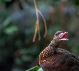 Earth Toned Plumage on a Whistling Duck with an Open Bill