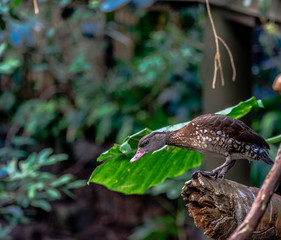 Earth Toned Plumage on a Whistling Duck Looking Down from a Tree Perch