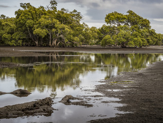 Mangrove Forest with Reflections