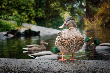 Duck Pond