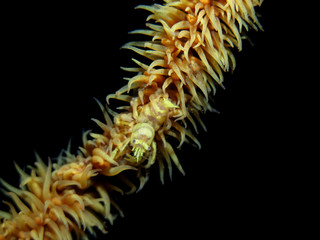 Obraz premium Whip Coral Shrimp