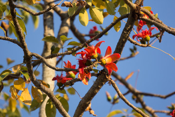 Flower of  Bombax ceiba tree