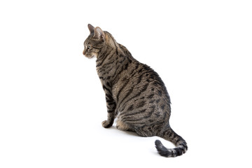 Tabby Cat Profile