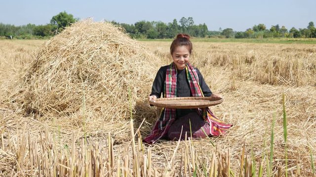 4k video of farmer woman sitting and smiling and looking rice and threshed rice in field, Thailand