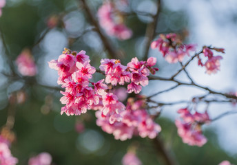 Fototapeta na wymiar Japanese cherry blossom flowers