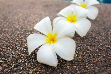 Fototapeta na wymiar Frangipani flowers close up shot