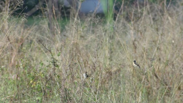 a stonechat bird is resting on the weed branch in the arid area