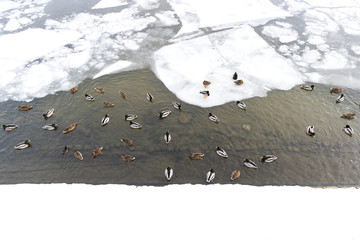 A flock of wild ducks floats among the ice, a view from the top.