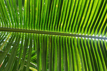 palm leaves in the park