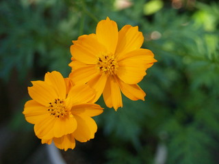 Stunning orange Comos