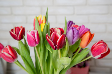 Tulip flowers in front of white brick wall