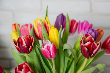 Tulip flowers in front of white brick wall