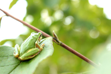 アマガエルと新緑