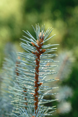 Blue spruce branch