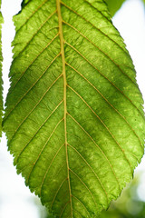 Green leaf on the light background