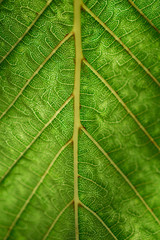 Green leaf texture
