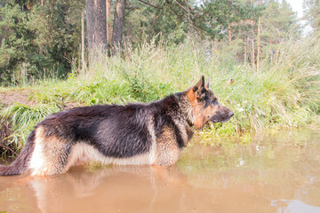 Wet dog german shepherd in a water in a summer day