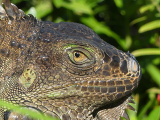 iguane vert