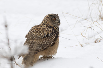 eagle owl sitting on snow