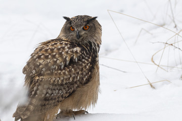 eagle owl sitting on snow
