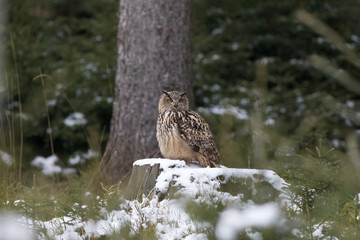 eagle owl sitting in winter forest
