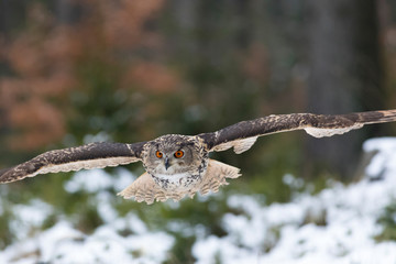eagle owl flying in winter forest