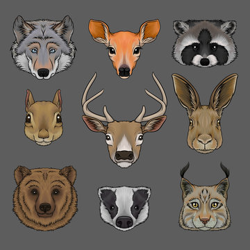 Head of wild animals set, portrait of wolf, doe, raccoon, squirrel, deer, hare, bear, badger and lynx hand drawn vector Illustrations