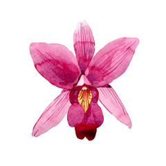 Fototapeta na wymiar Wildflower pink orchid flower in a watercolor style isolated. Full name of the plant: pink orchid. Aquarelle wild flower for background, texture, wrapper pattern, frame or border.