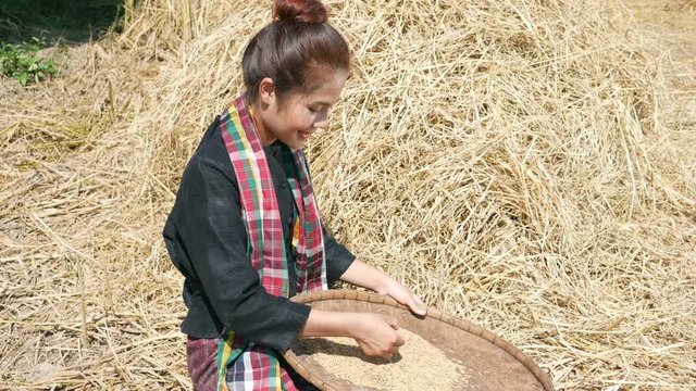 4k video of farmer woman sitting and smiling and looking rice and threshed rice in field, Thailand
