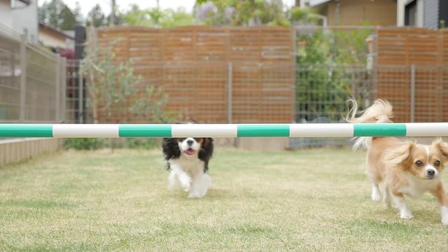 Dogs challenging the jump bar (Cavalier King Charles Spaniel and Mixed Breed)