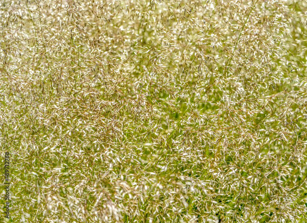 Canvas Prints abstract grassy plant detail