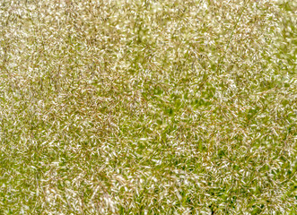 abstract grassy plant detail