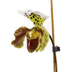 Paphiopedilum, Lady slipper Orchid